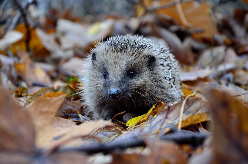 Herbst am Schlosscamping / Bild IGEL von piotr-laskawski-unsplash