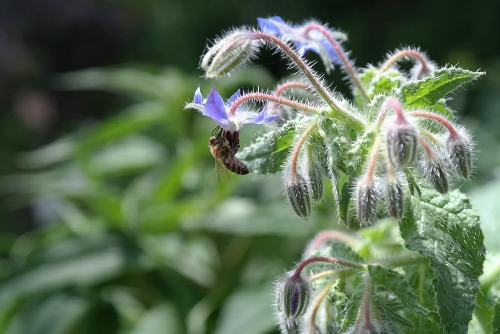 Tulfes-kräuter-camping-tirol